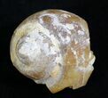 Agatized Fossil Gastropod From Morocco - #27987-1